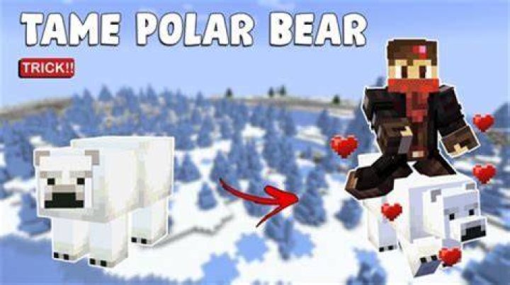How to tame a polar bear in minecraft 2020