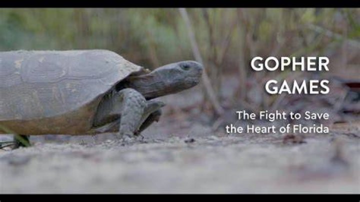 What channel is the gopher game on today